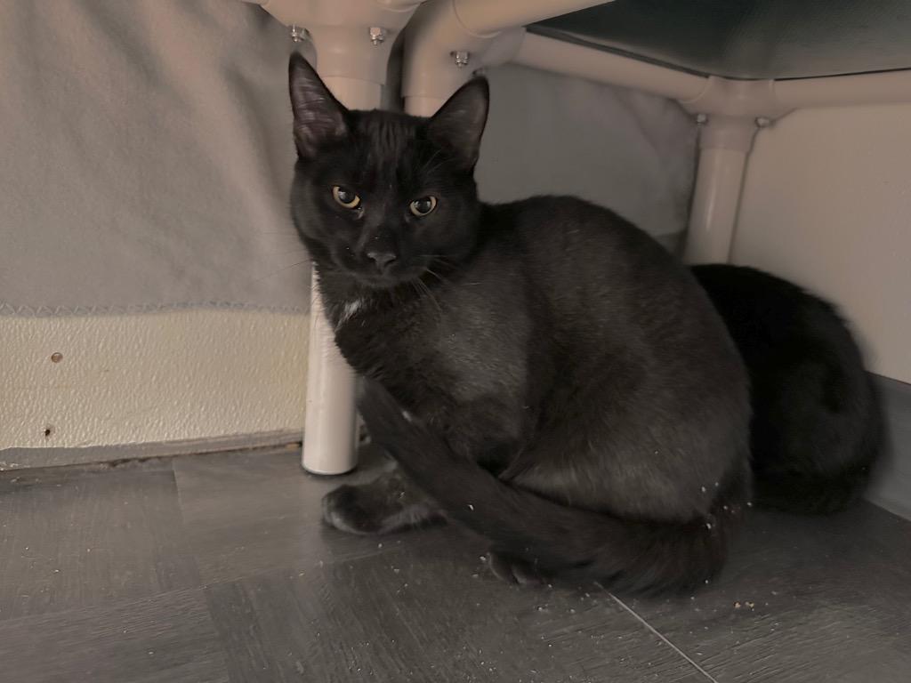 Jacquez, Adoptable, Kitten Male Domestic Short Hair.