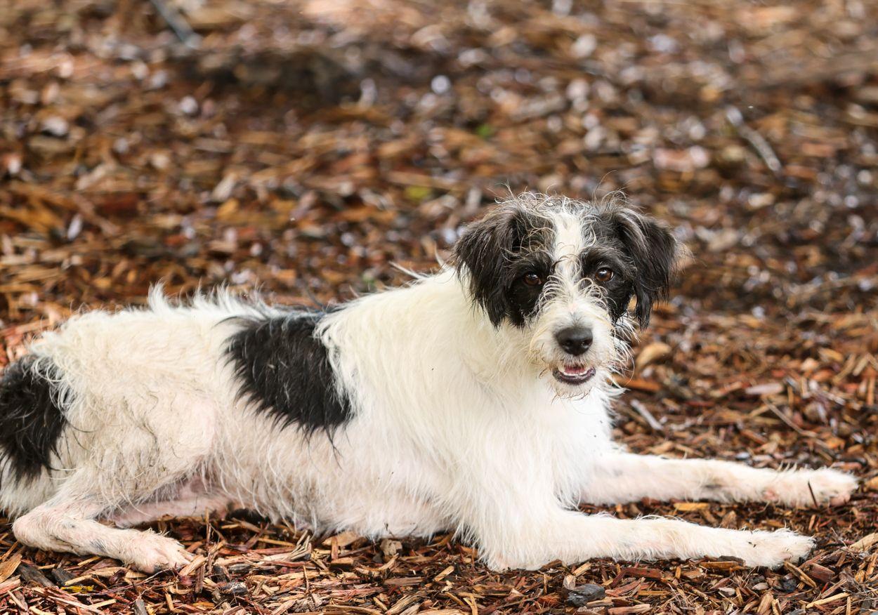Cricket, a Adoptable mixed breed in Monroe, NC image 2/4