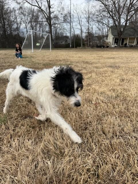 Cricket, a Adoptable mixed breed in Monroe, NC image 2/3