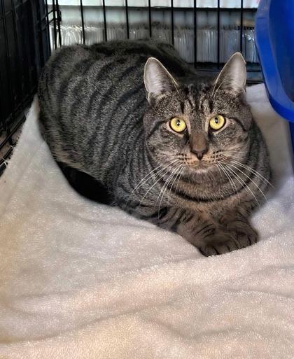 Danny, Adoptable, Young Male Domestic Short Hair & Domestic Short Hair.