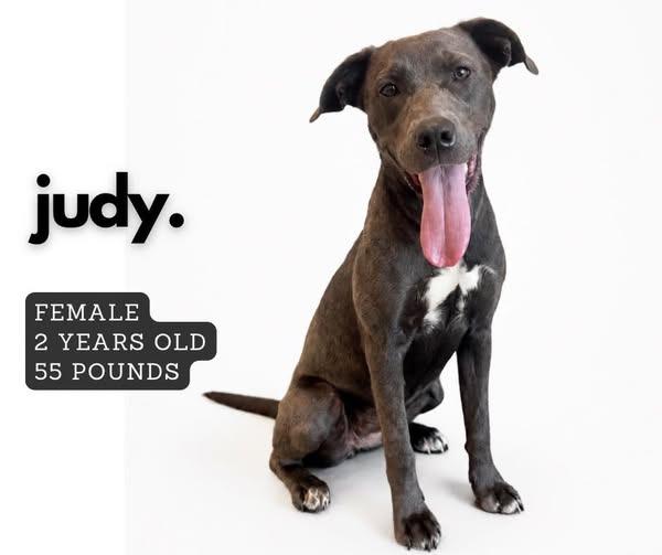 Enlarge Judy, a Adoptable mixed breed in Ashland, KY image 1/1