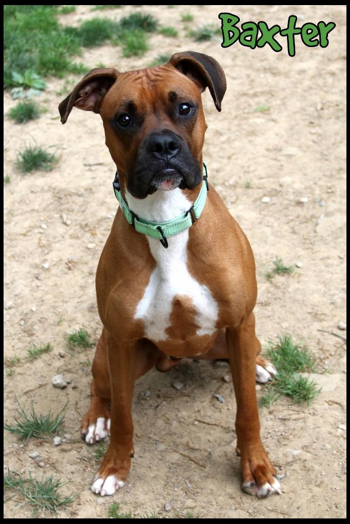 Baxter, a ADOPTABLE Boxer in Shippenville, PA image 2/5