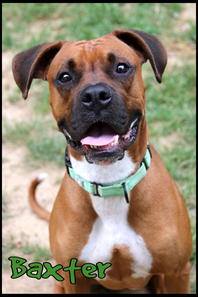 Baxter, a ADOPTABLE Boxer in Shippenville, PA image 1/5