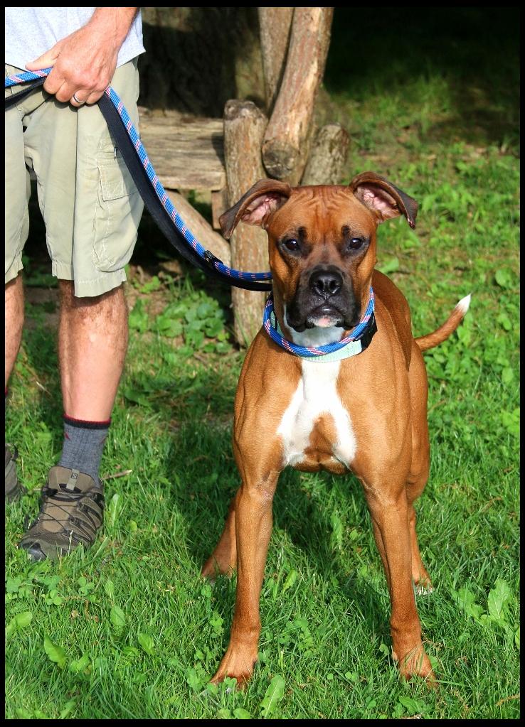 Baxter, a ADOPTABLE Boxer in Shippenville, PA image 3/5