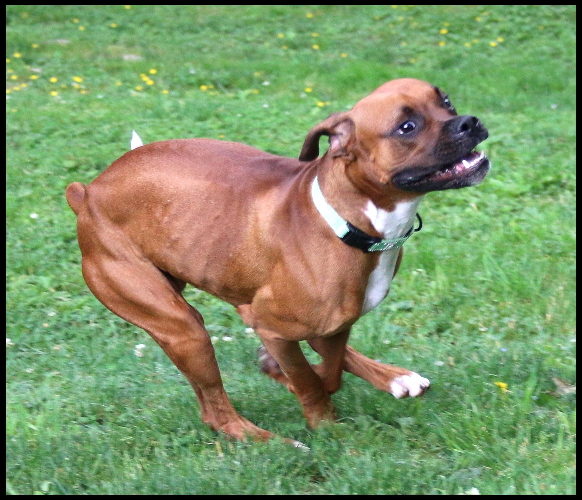 Baxter, a ADOPTABLE Boxer in Shippenville, PA image 4/5