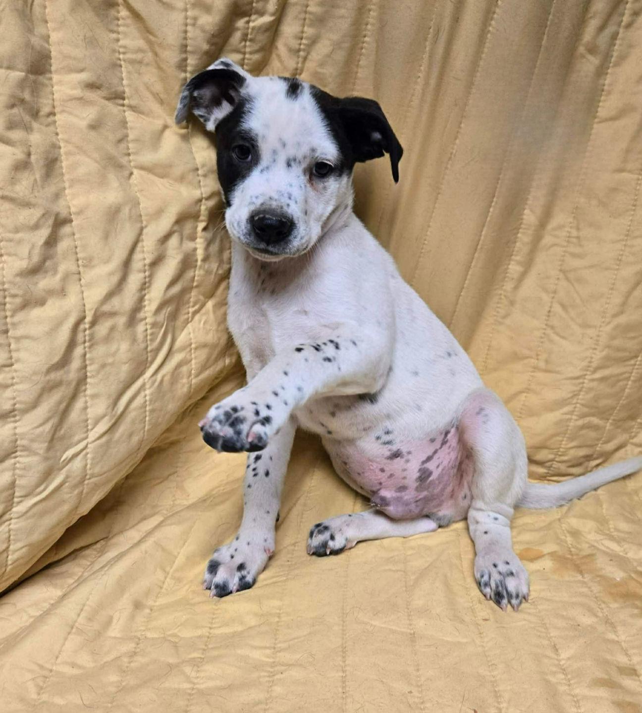 Axel, ADOPTABLE, Puppy Male Labrador Retriever & Australian Cattle Dog / Blue Heeler.