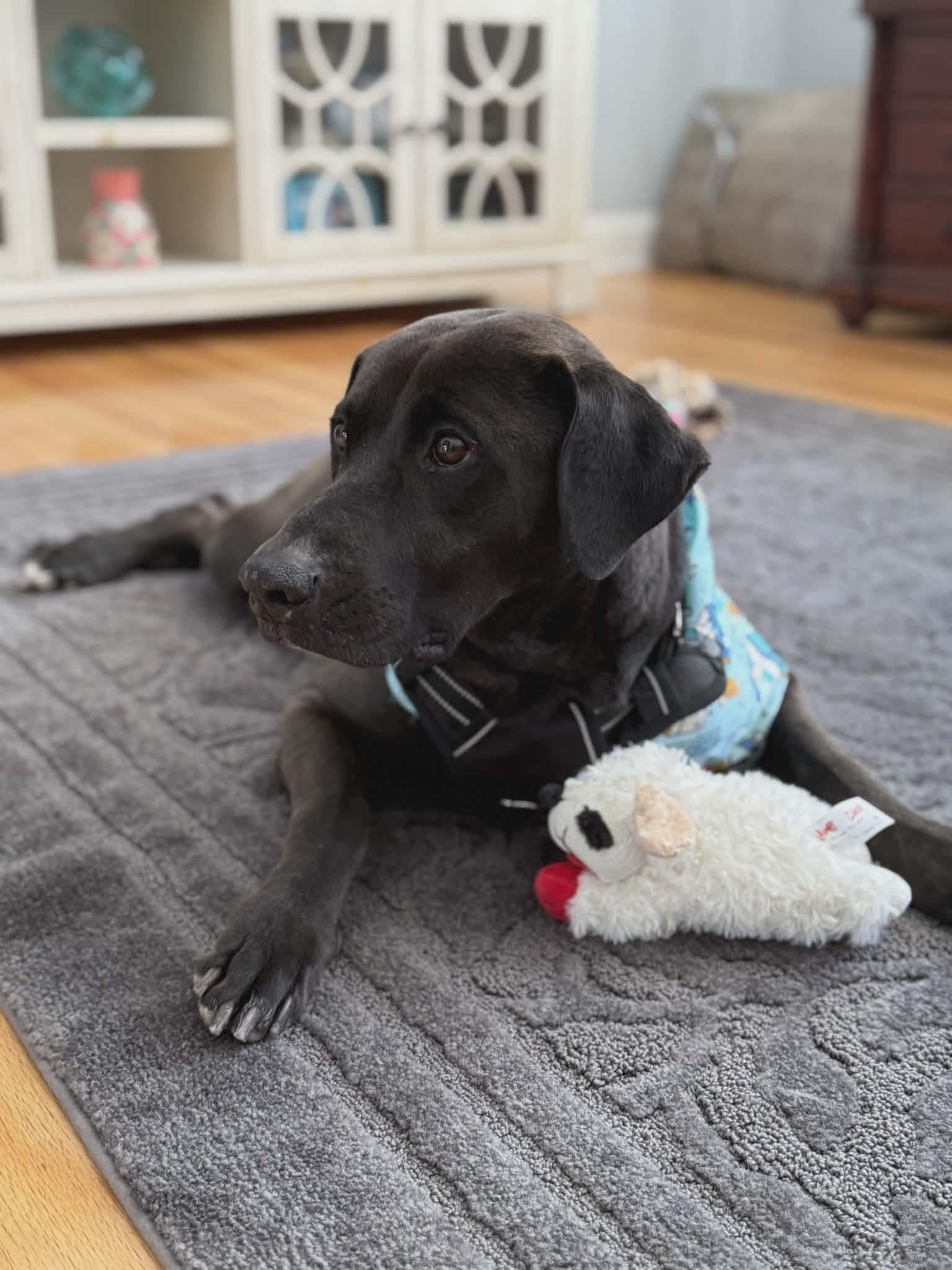 Alexa (Foster or Adopter Needed!), Adoptable, Adult Female Labrador Retriever & Weimaraner.