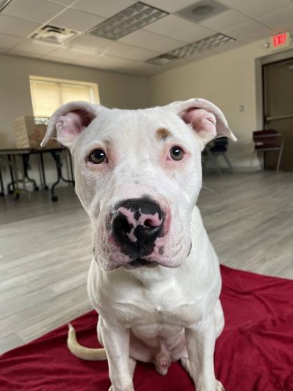 Bear, Adoptable, Puppy Male Pit Bull Terrier & Mixed Breed.