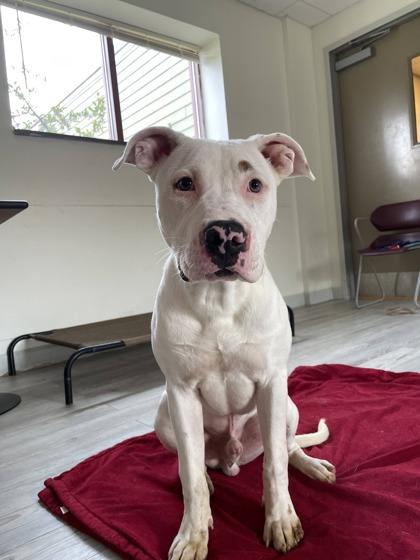 Bear, a Adoptable mixed breed in South Bend, IN image 2/3