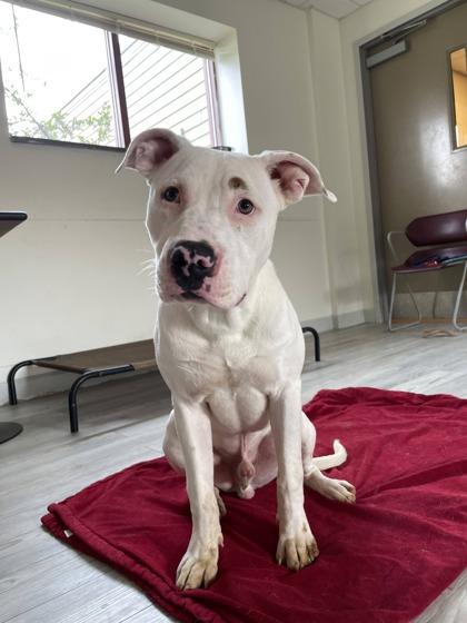 Bear, a Adoptable mixed breed in South Bend, IN image 3/3