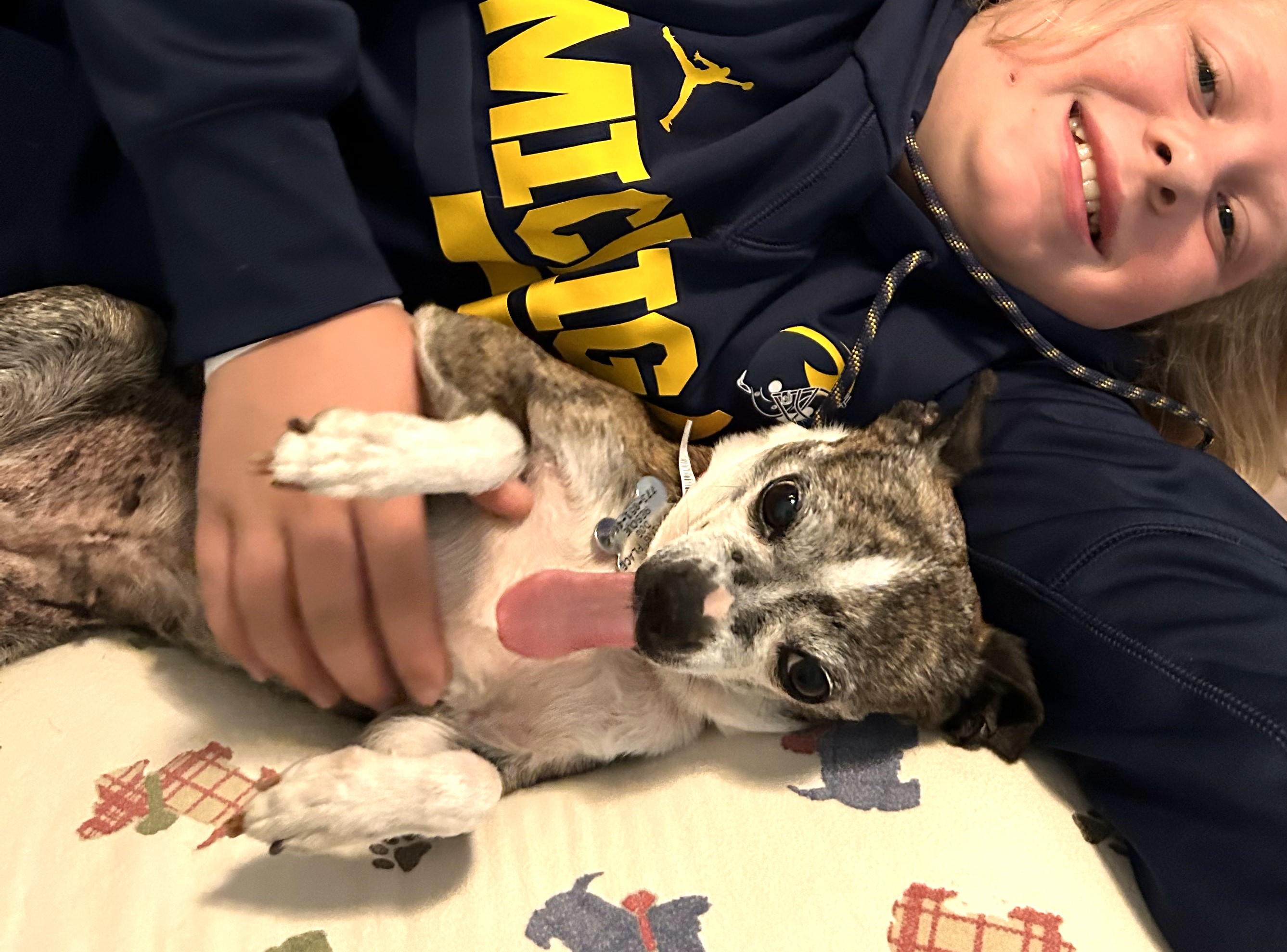 ELLIE, a Adoptable mixed breed in Westmont, IL image 3/6