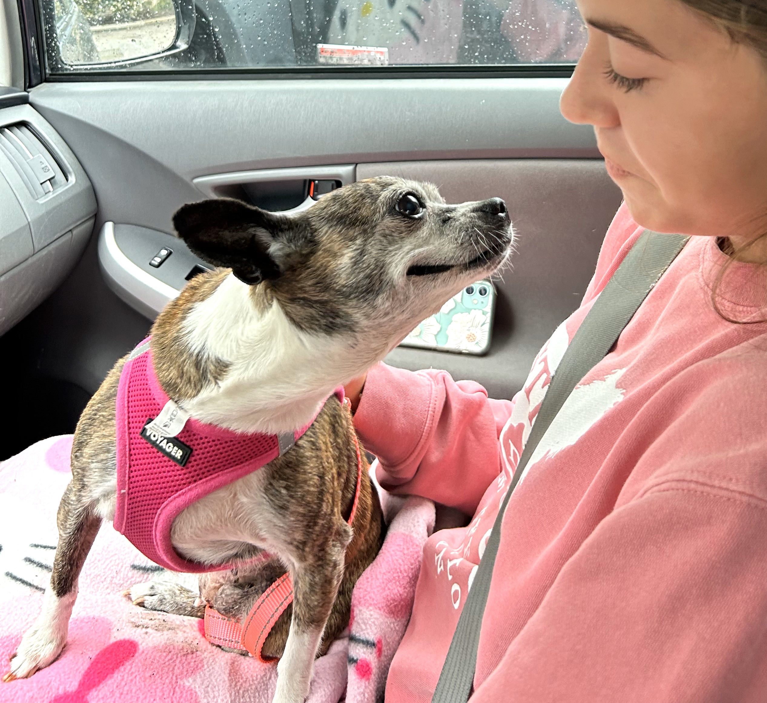 ELLIE, a Adoptable mixed breed in Westmont, IL image 2/6