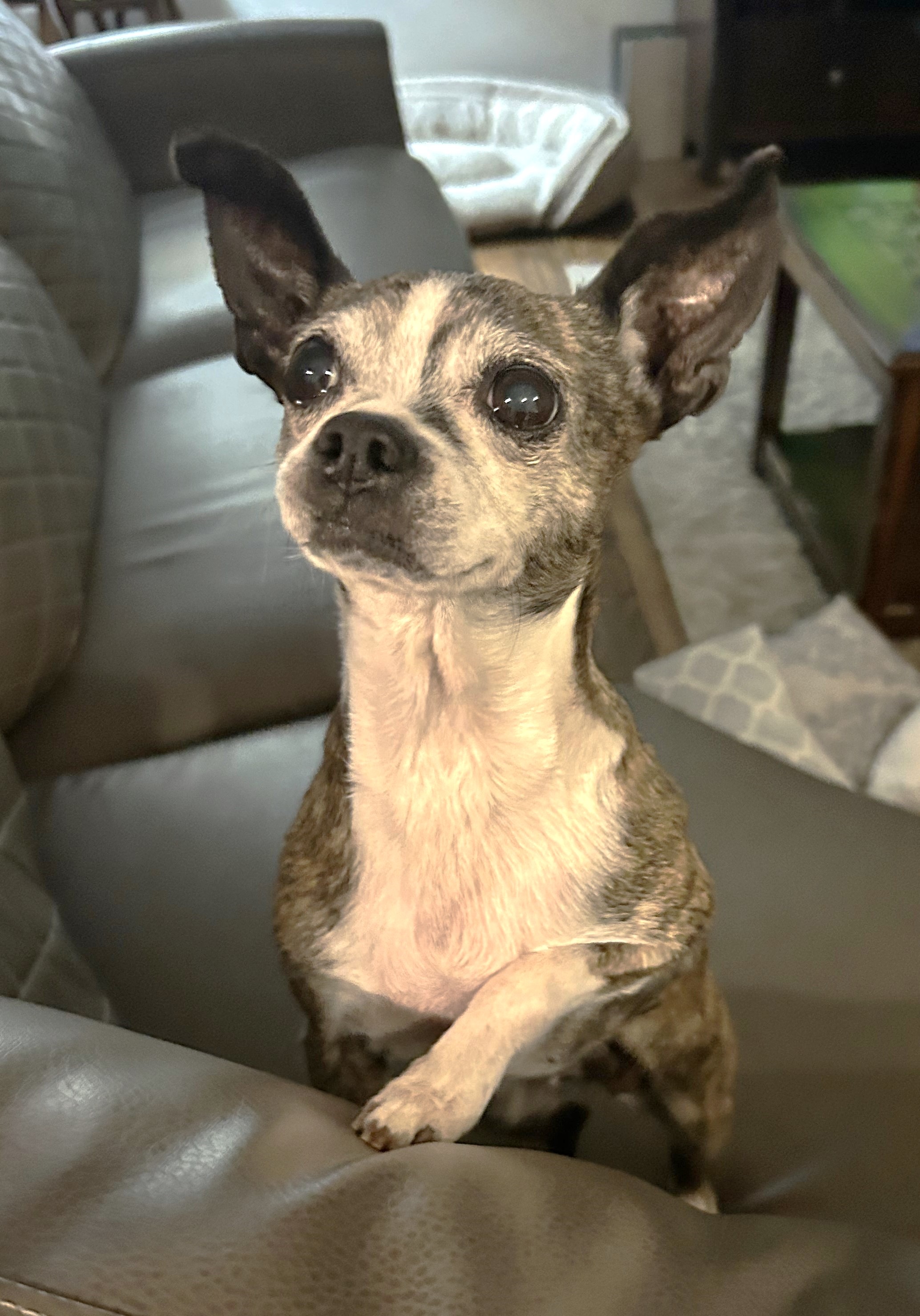 ELLIE, a Adoptable mixed breed in Westmont, IL image 5/6