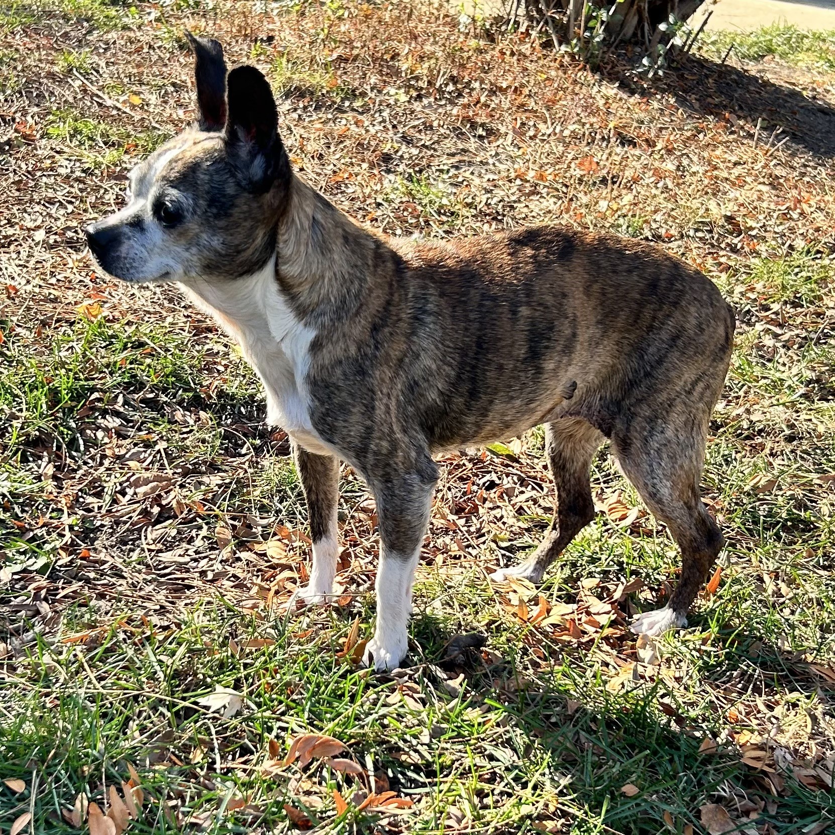 ELLIE, a Adoptable mixed breed in Westmont, IL image 4/6