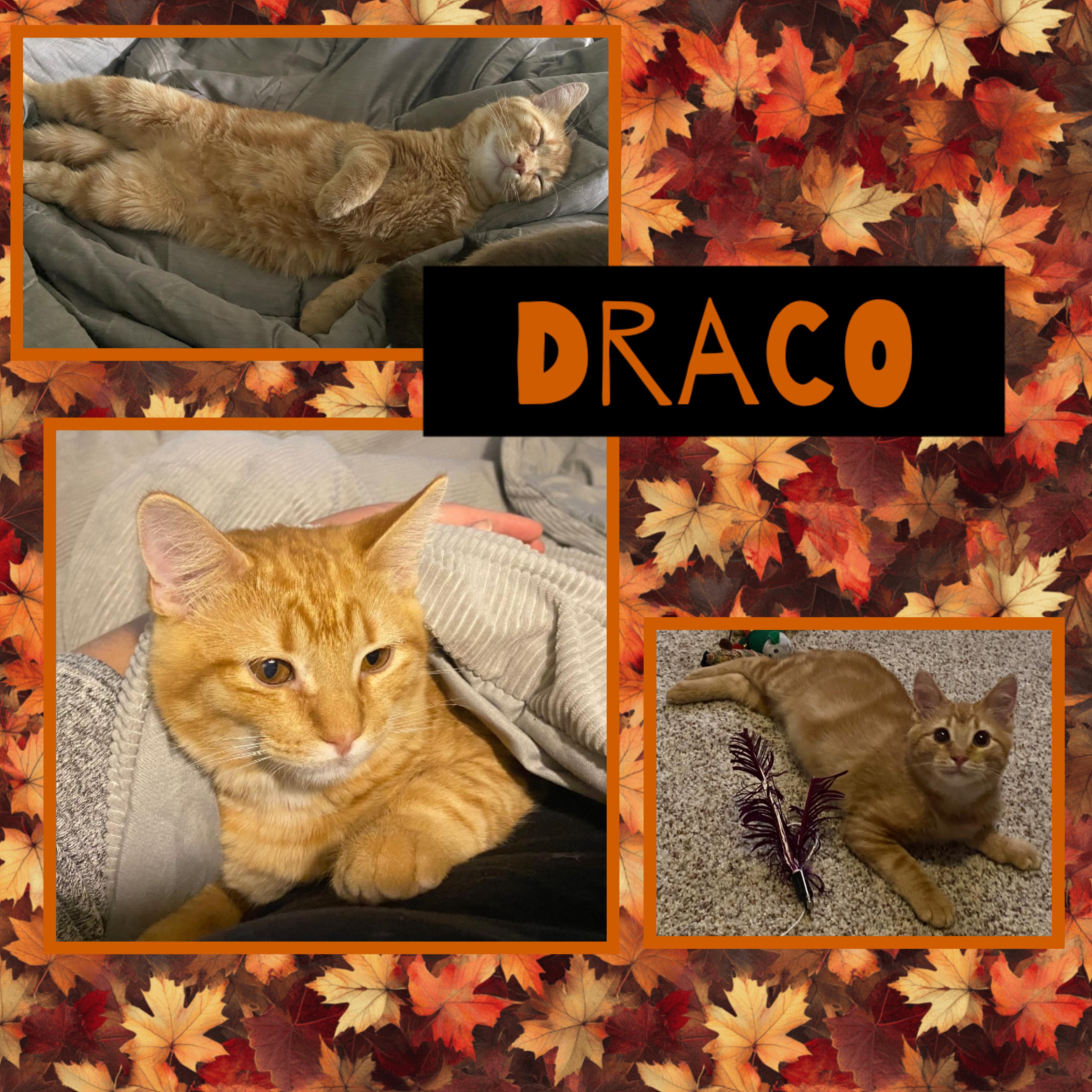 Draco, an adoptable Domestic Short Hair in Kearney, NE, 68845 | Photo Image 1