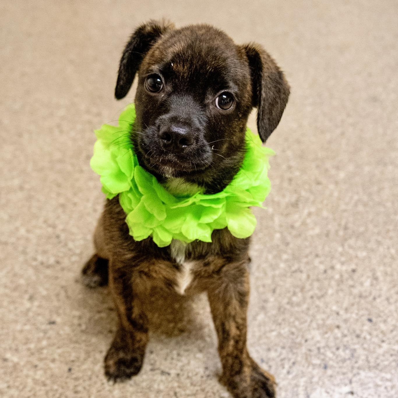 Enlarge Barbados, a ADOPTABLE mixed breed in Valparaiso, IN image 1/1