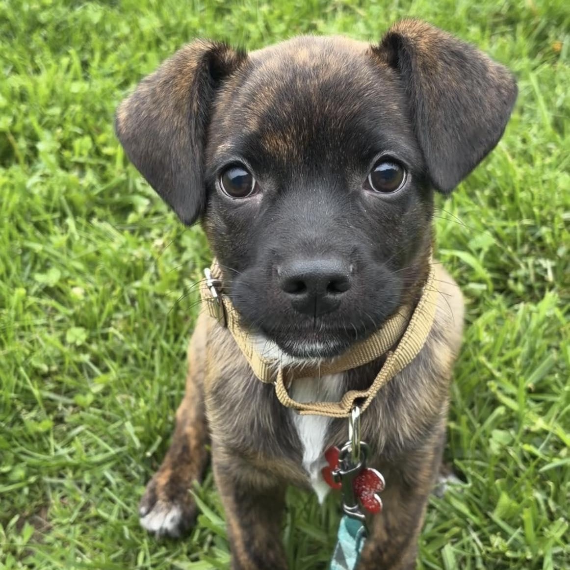 Barbados, ADOPTABLE, Puppy Male Labrador Retriever & Beagle.