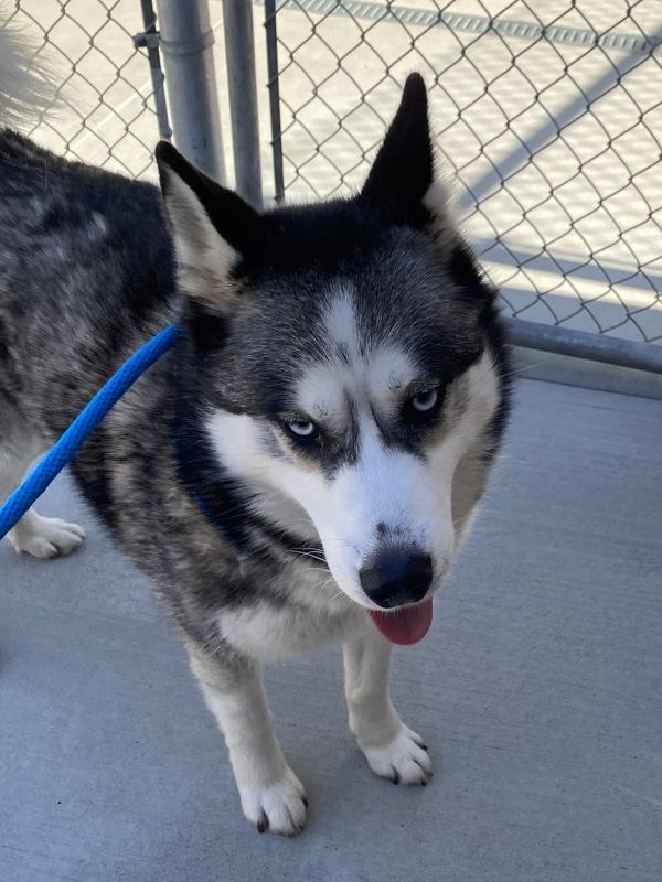 Colmillo, Adoptable, Adult Male Siberian Husky.