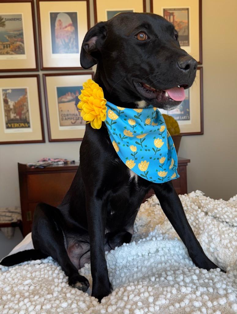 Greta, Adoptable, Young Female Black Labrador Retriever.