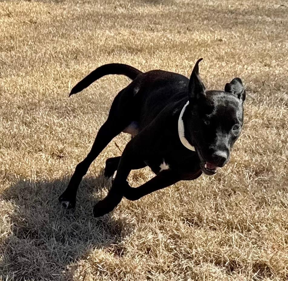 Greta, a Adoptable mixed breed in Princeton, MA image 2/6