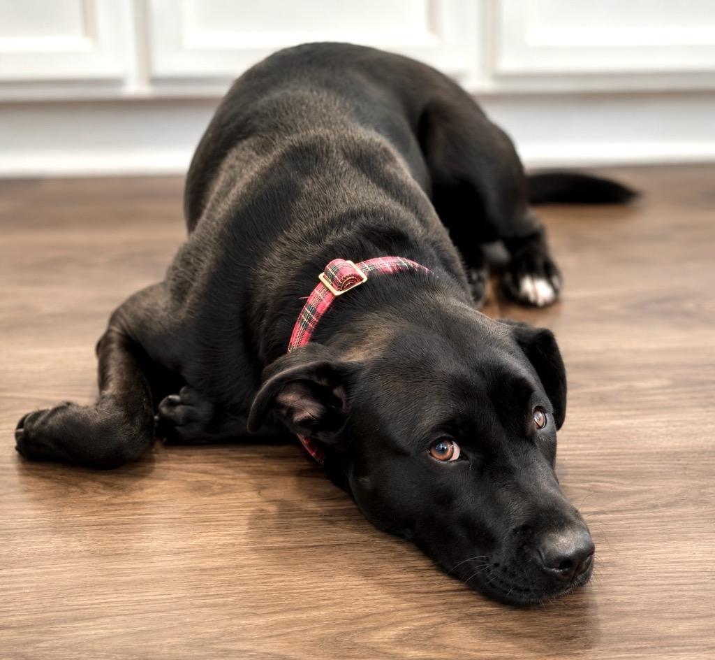 Enlarge Greta - LOCAL in CT, a Adoptable mixed breed in Princeton, MA image 2/6