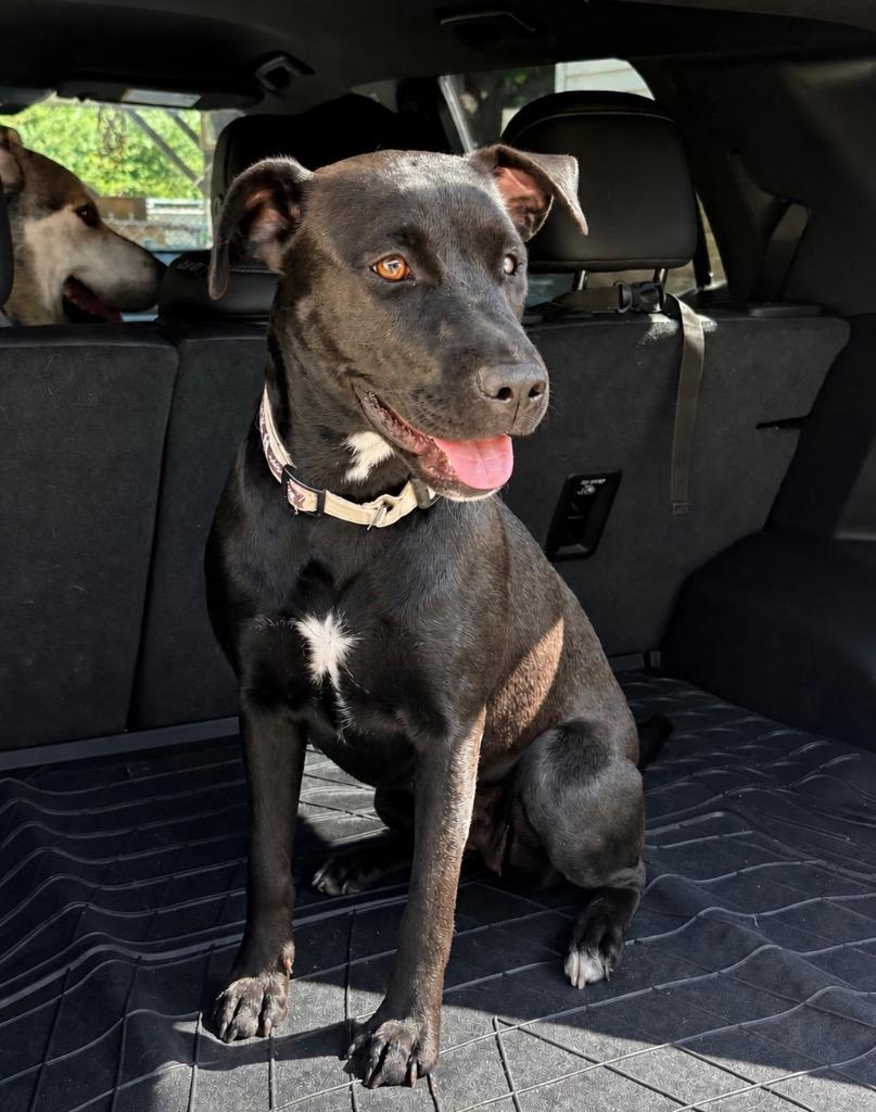 Greta, a Adoptable mixed breed in Princeton, MA image 3/6