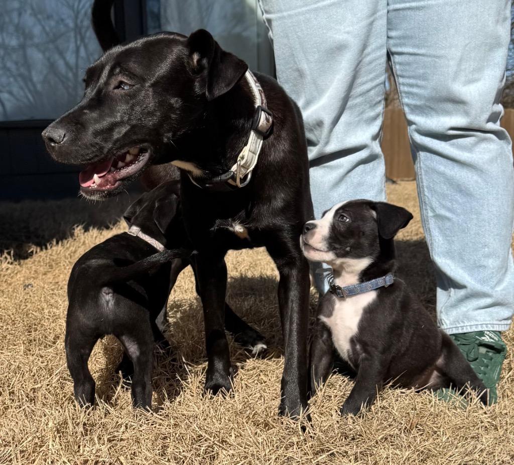 Greta, a Adoptable mixed breed in Princeton, MA image 4/6