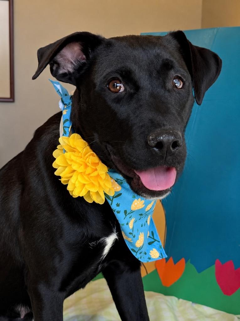 Enlarge Greta - LOCAL in CT, a Adoptable mixed breed in Princeton, MA image 3/6