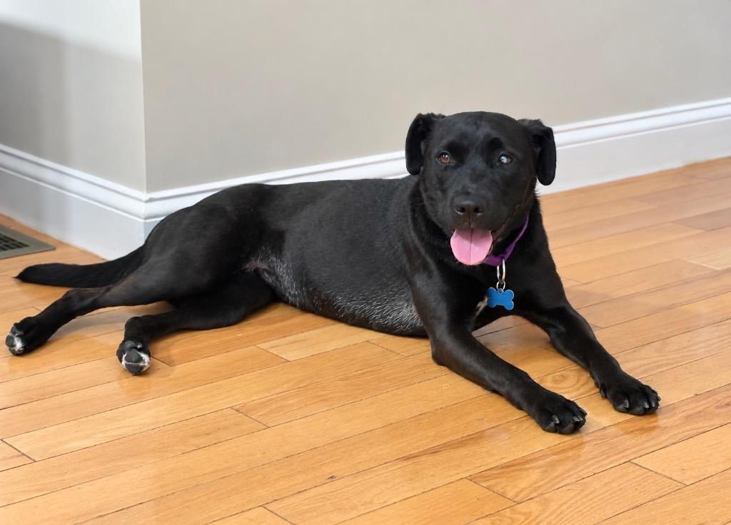 Enlarge Greta - LOCAL, a Adoptable mixed breed in Princeton, MA image 3/6