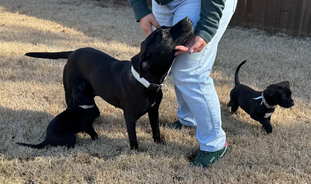 Greta, a Adoptable mixed breed in Princeton, MA image 5/6