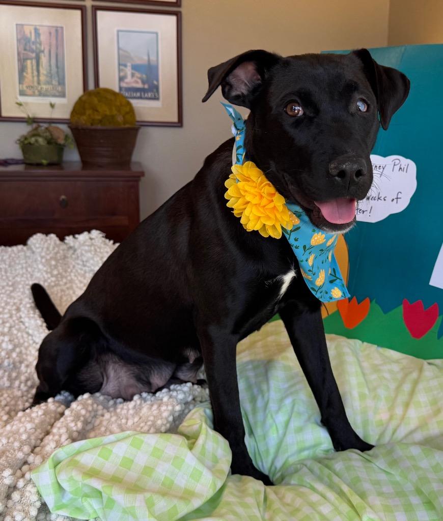 Greta, a Adoptable mixed breed in Princeton, MA image 6/6