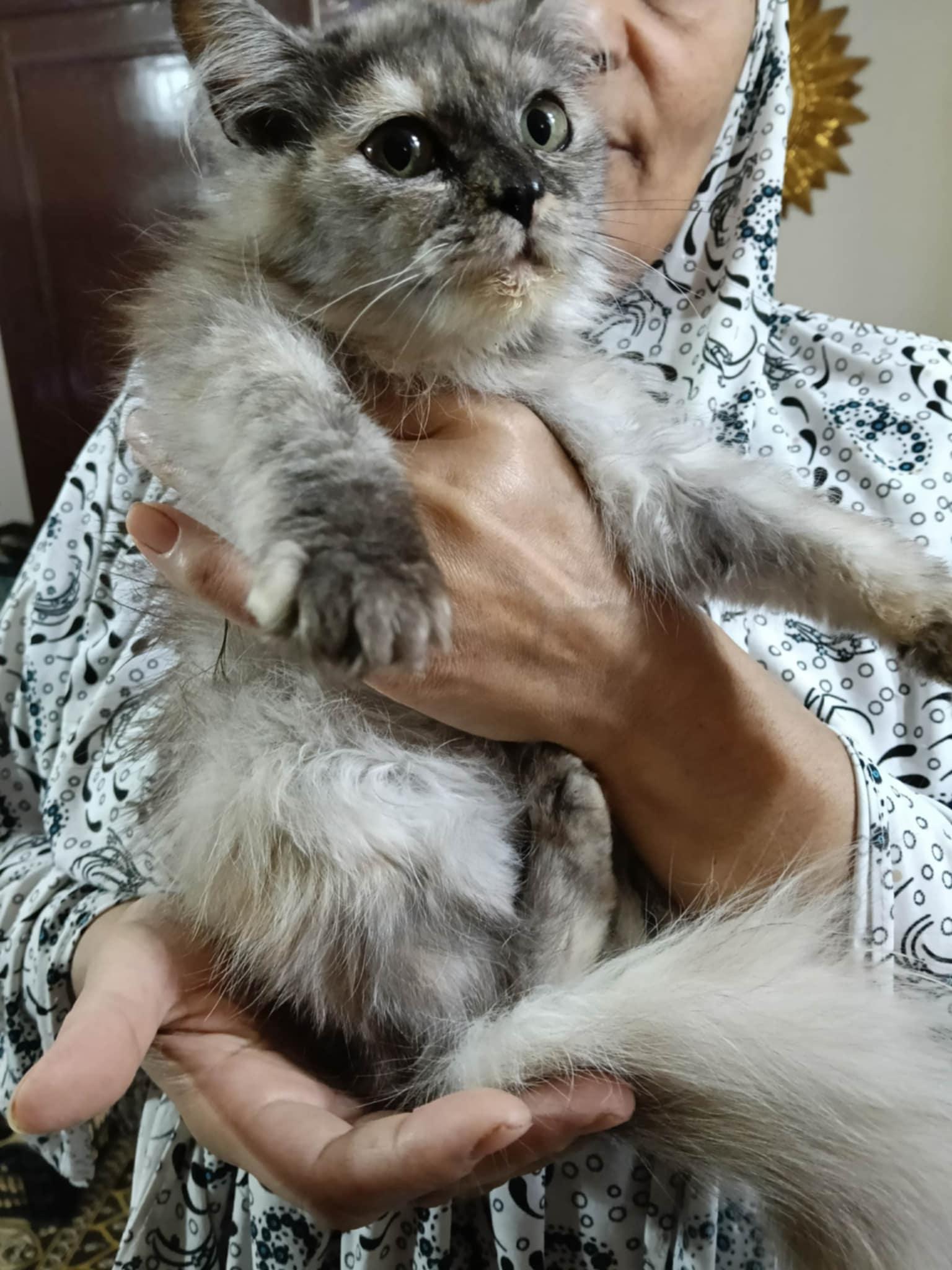 Millie, an adoptable Persian, Himalayan in Brampton, ON, L6P 2E9 | Photo Image 4