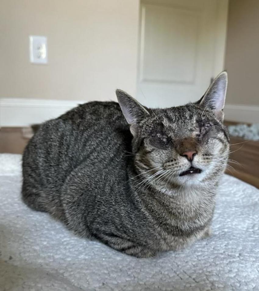 Enlarge Bindy (Foster Animal), a Adoptable Domestic Short Hair in Sanford, NC image 1/3