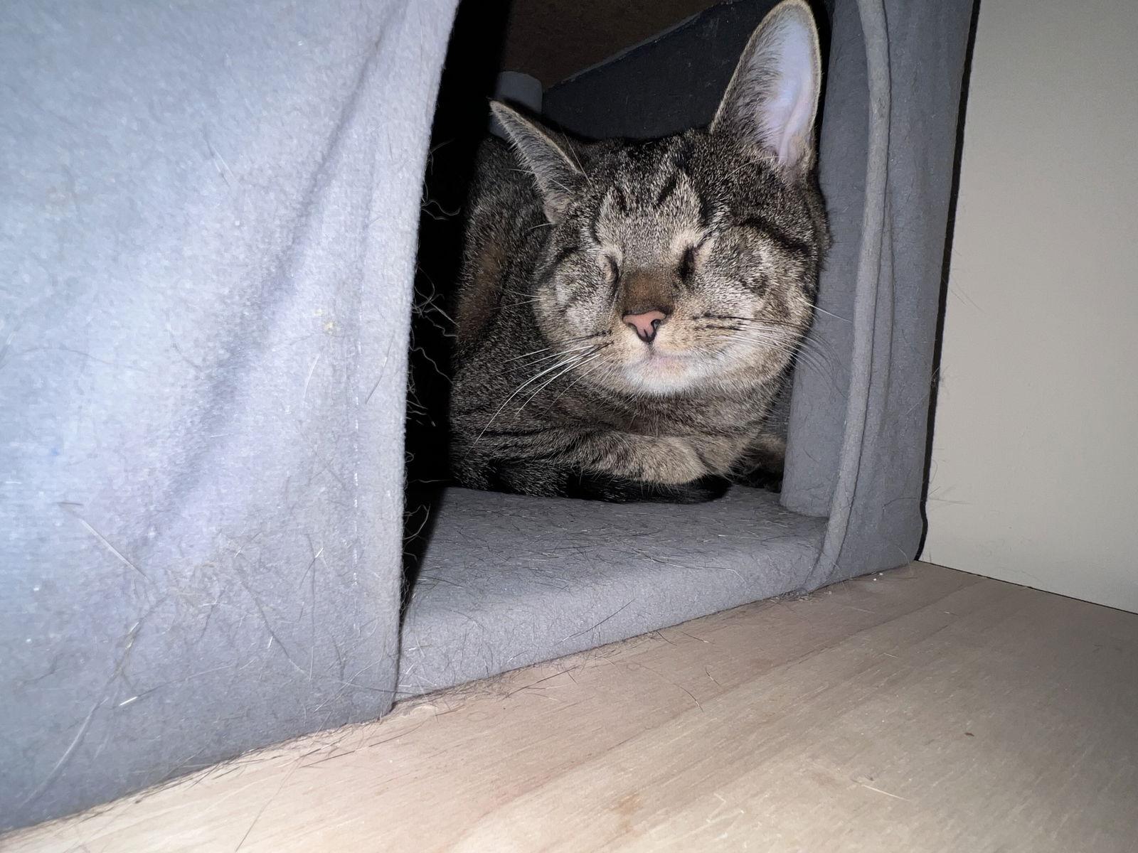 Enlarge Bindy (Foster Animal), a Adoptable Domestic Short Hair in Sanford, NC image 3/3