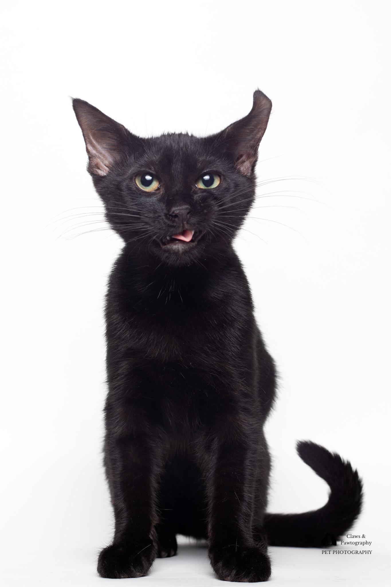 Enlarge Steve @ Fat Cat Cafe, a Adoptable Domestic Short Hair in Tallahassee, FL image 6/6