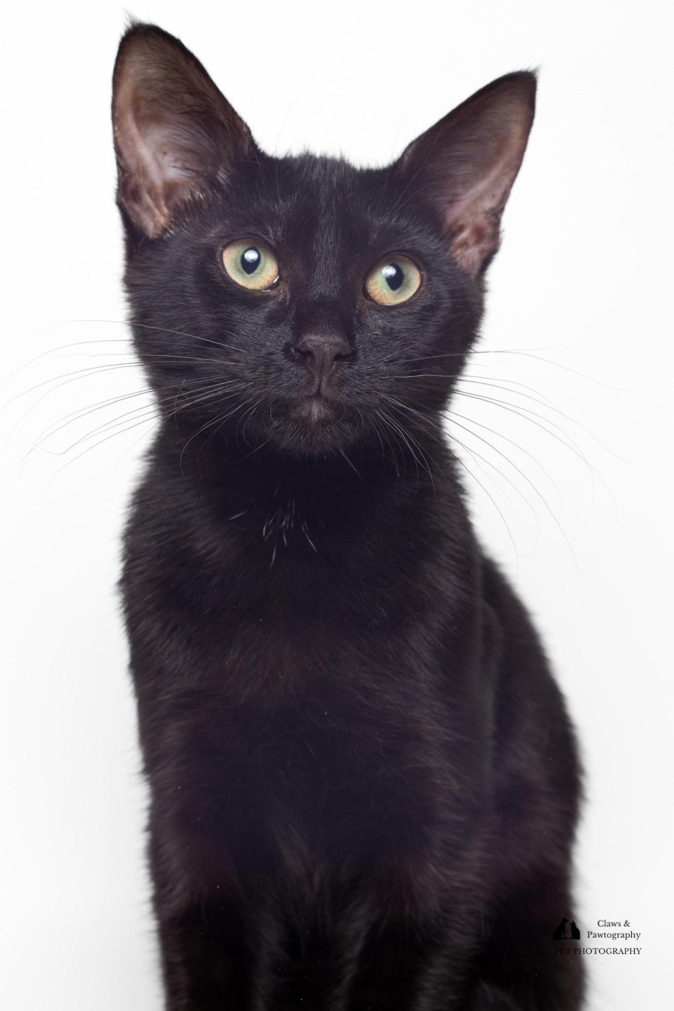 Enlarge Steve @ Fat Cat Cafe, a Adoptable Domestic Short Hair in Tallahassee, FL image 5/6