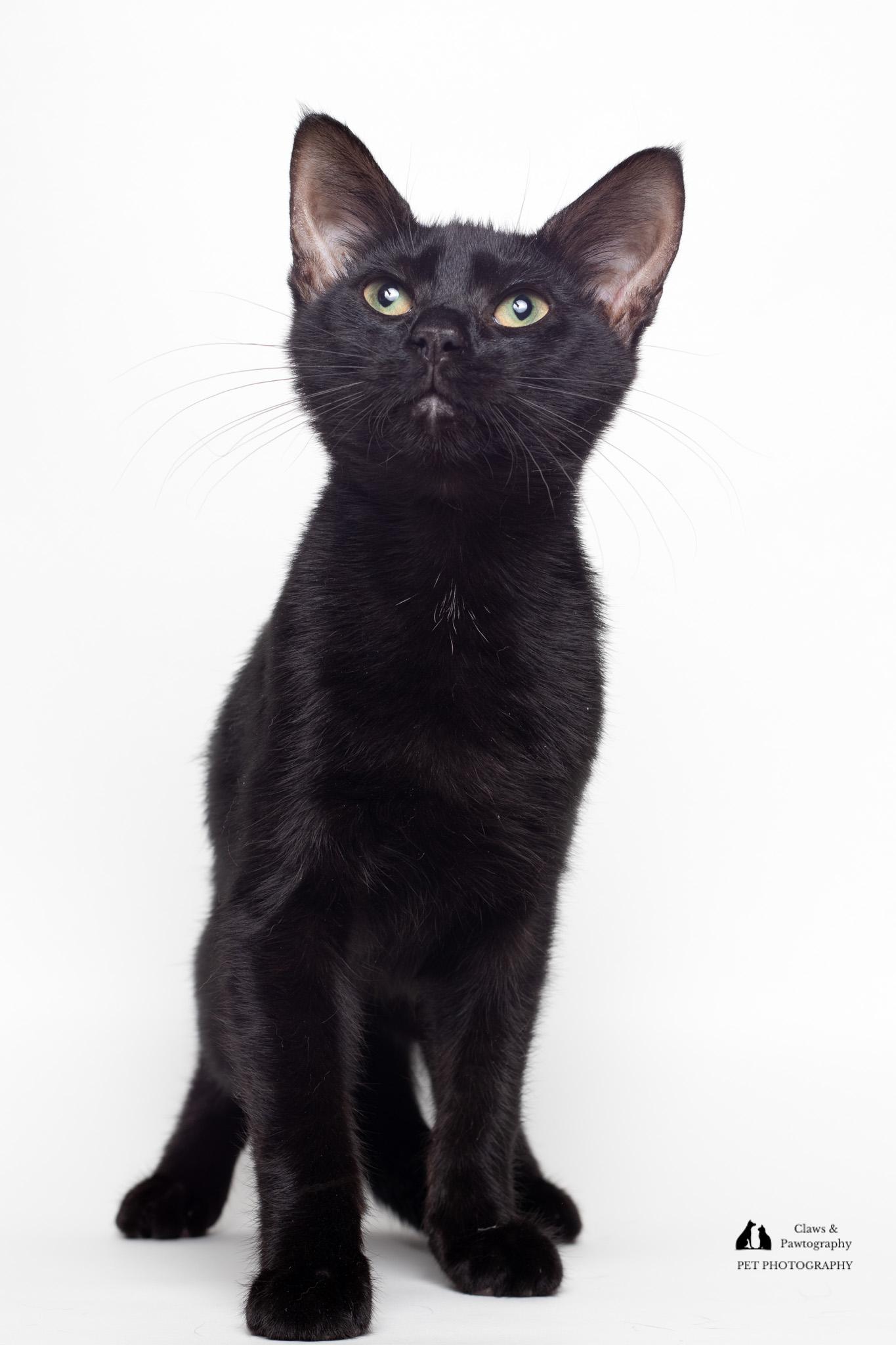 Enlarge Steve @ Fat Cat Cafe, a Adoptable Domestic Short Hair in Tallahassee, FL image 4/6