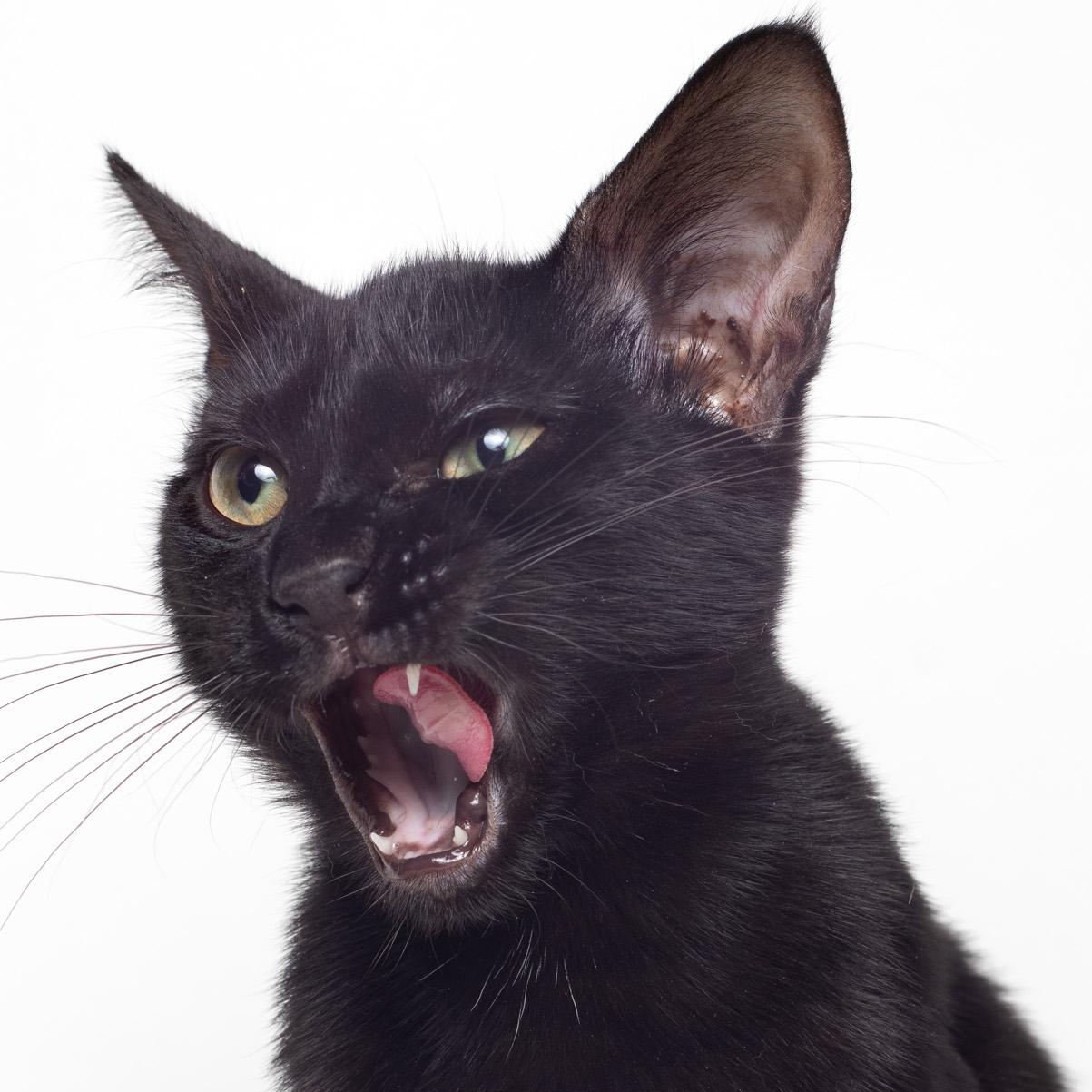 Enlarge Steve @ Fat Cat Cafe, a Adoptable Domestic Short Hair in Tallahassee, FL image 3/6