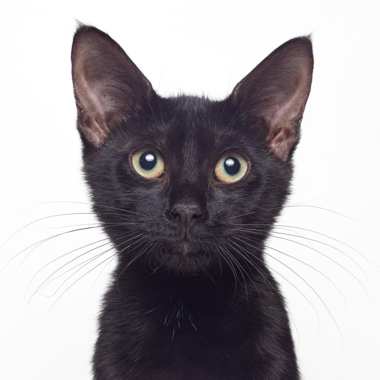 Steve @ Fat Cat Cafe, Adoptable, Kitten Male Domestic Short Hair.