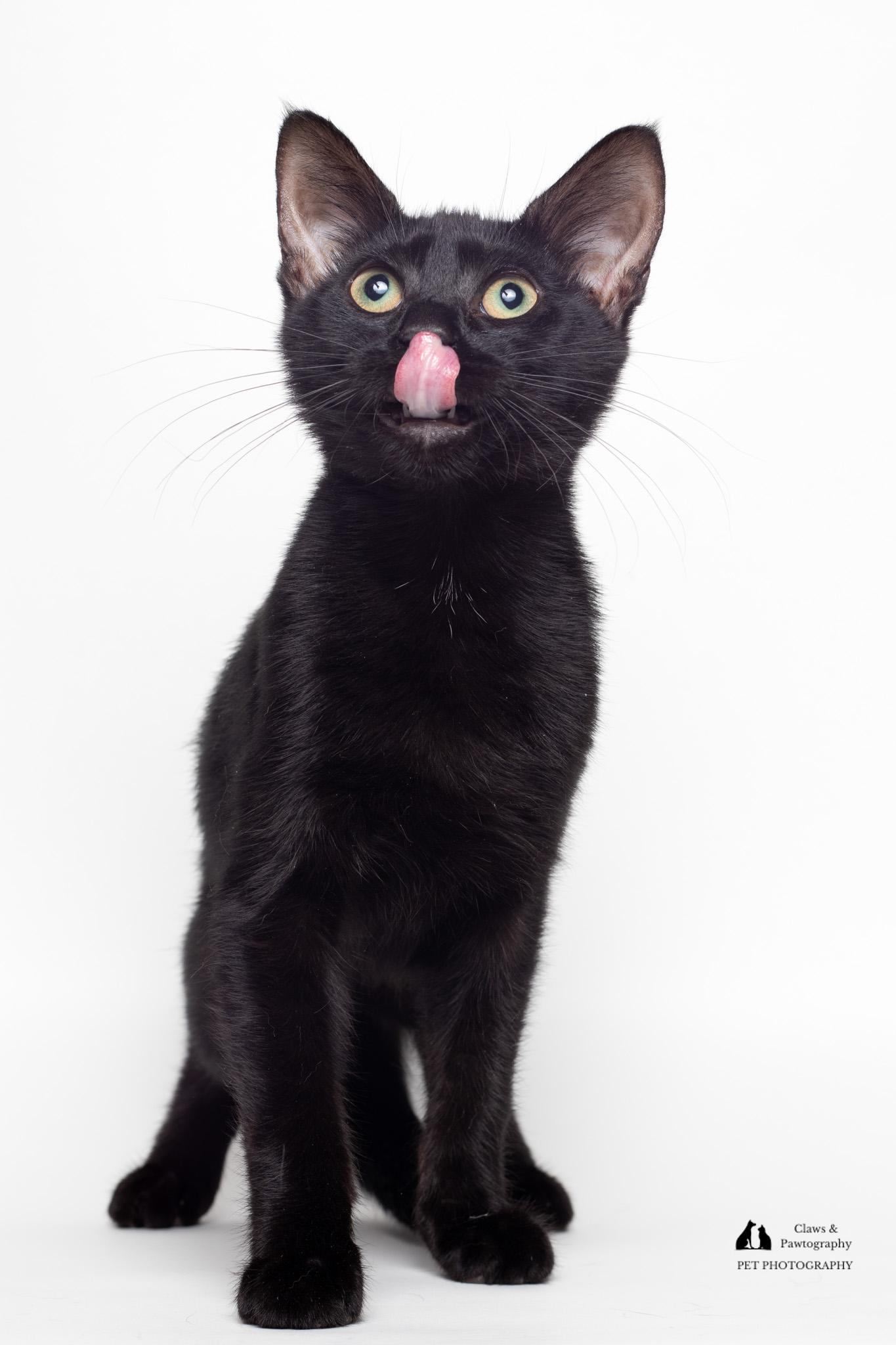 Enlarge Steve @ Fat Cat Cafe, a Adoptable Domestic Short Hair in Tallahassee, FL image 2/6