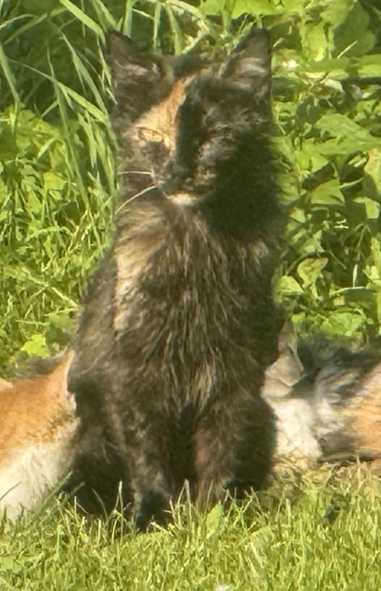 Enlarge June, a Adopted Tortoiseshell in Canal Winchester, OH image 1/1