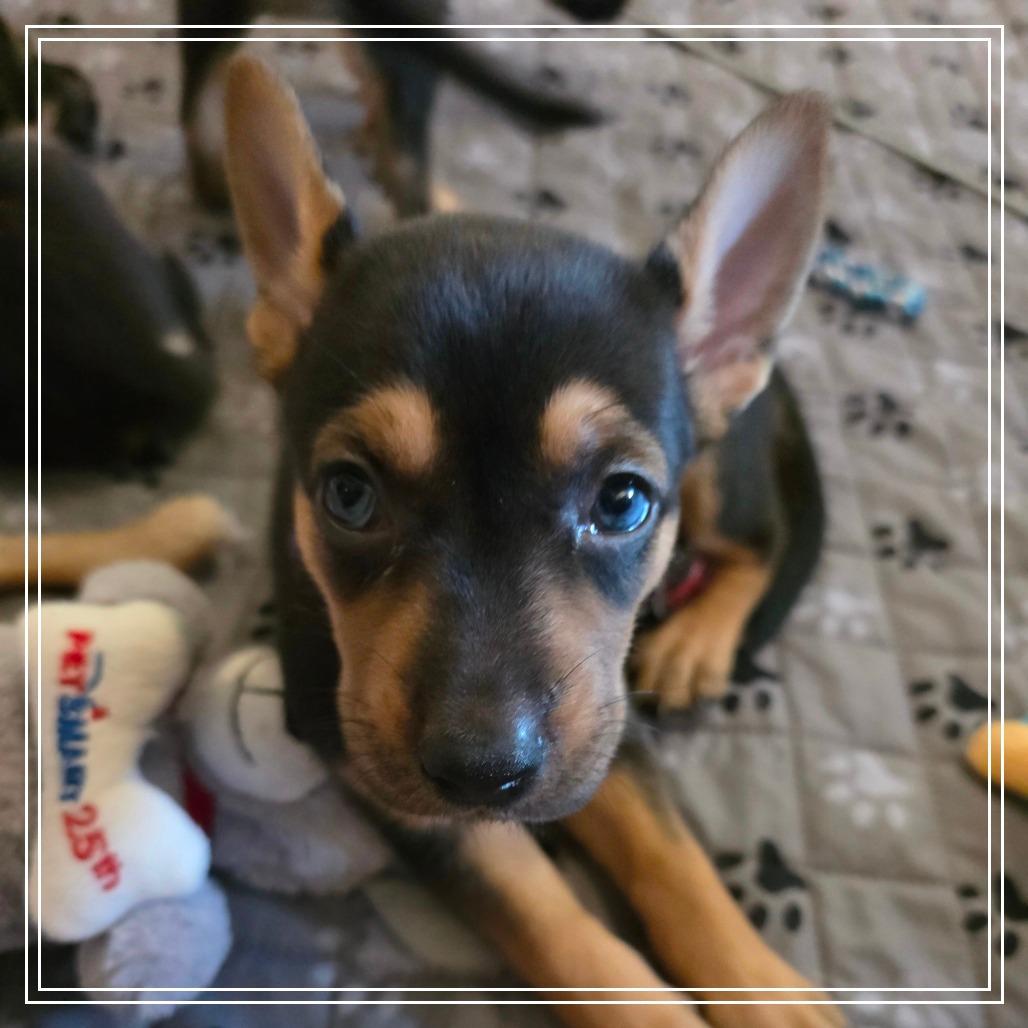 Enlarge Empanada, a Adoptable mixed breed in Chandler, AZ image 1/5