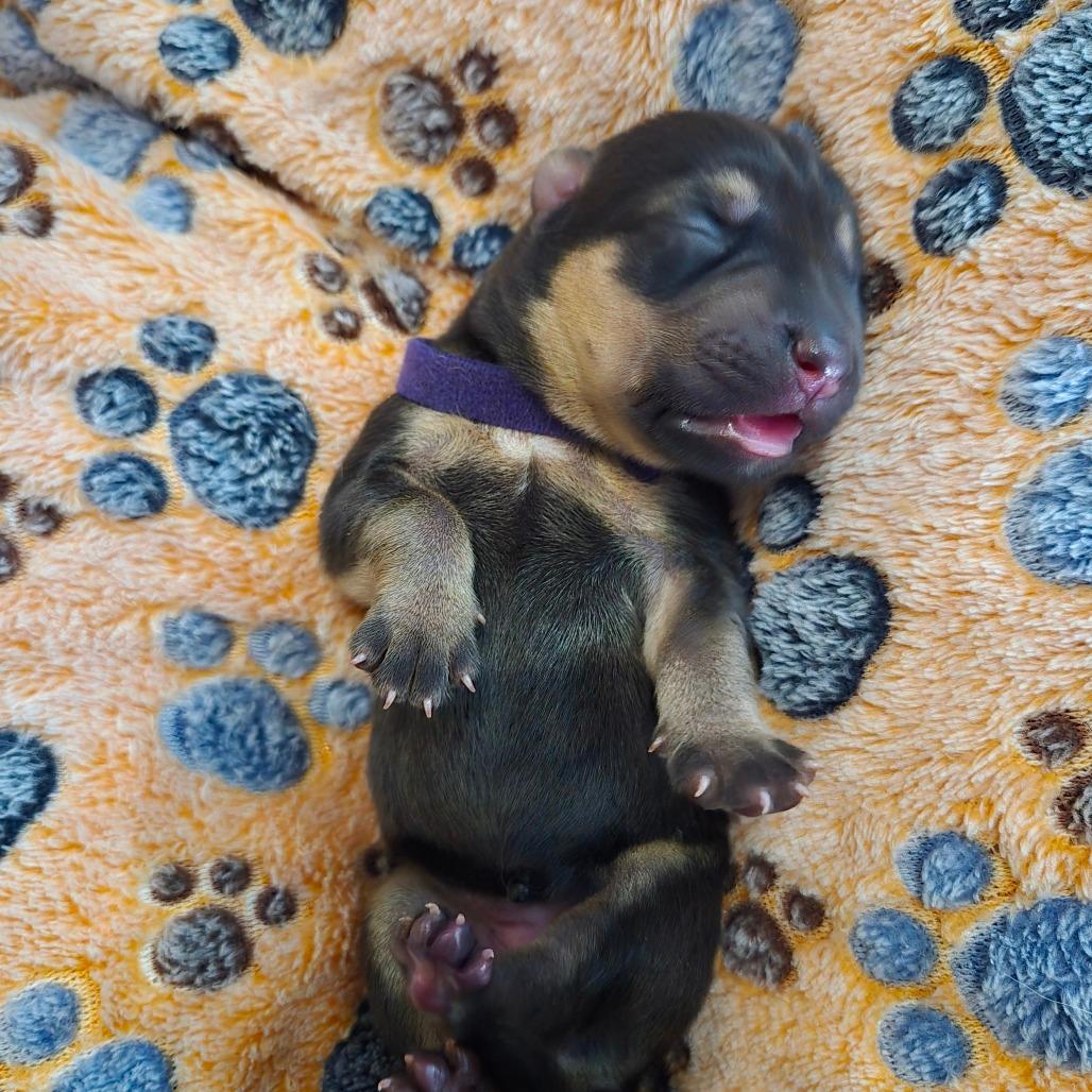 Enlarge Empanada, a Adoptable mixed breed in Chandler, AZ image 2/5