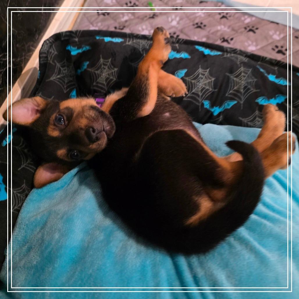Enlarge Empanada, a Adoptable mixed breed in Chandler, AZ image 3/5