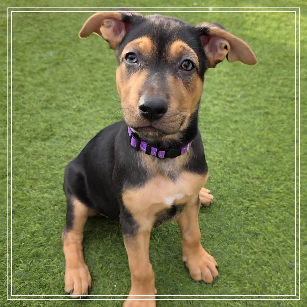 Enlarge Empanada, a Adoptable mixed breed in Chandler, AZ image 4/5