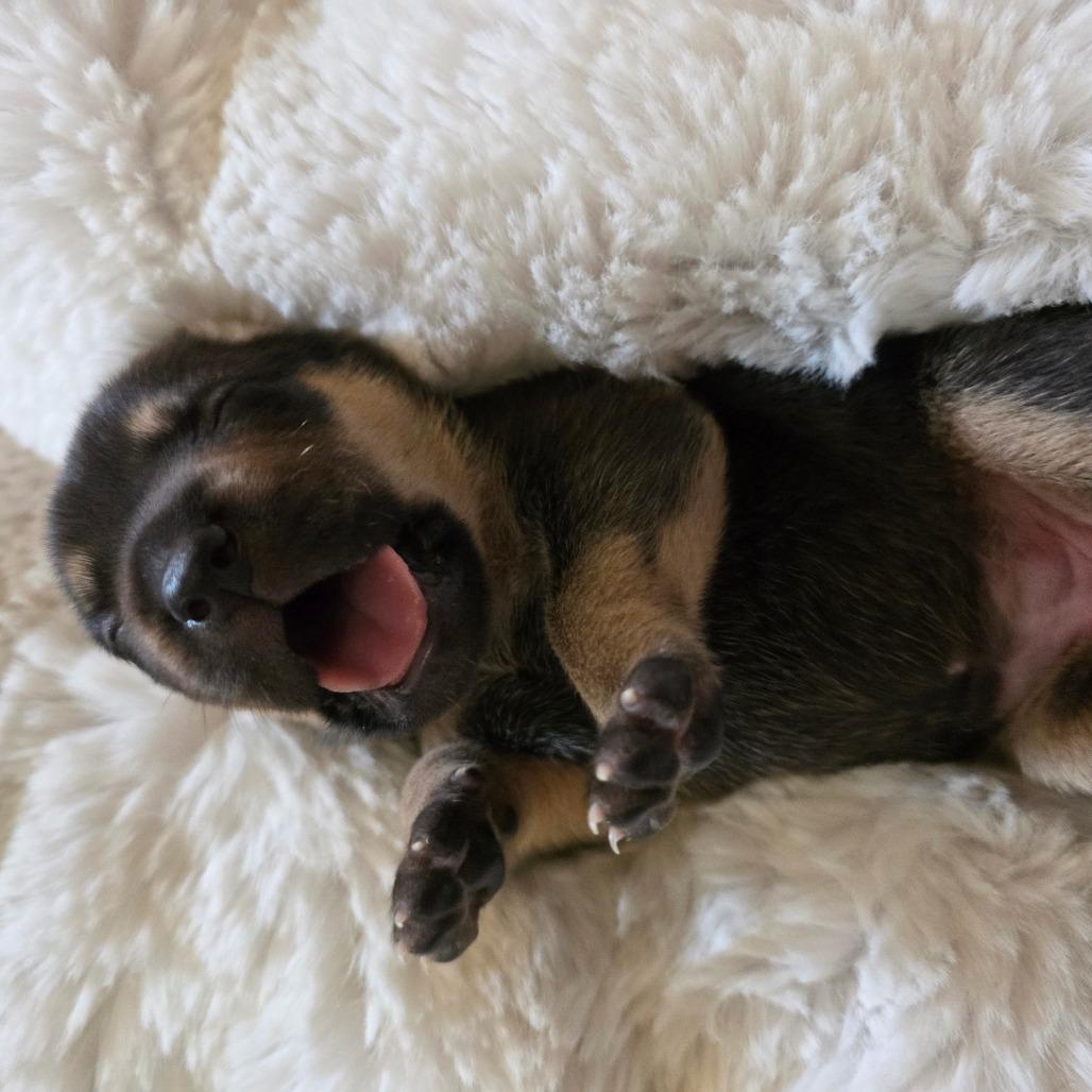 Enlarge Empanada, a Adoptable mixed breed in Chandler, AZ image 5/5