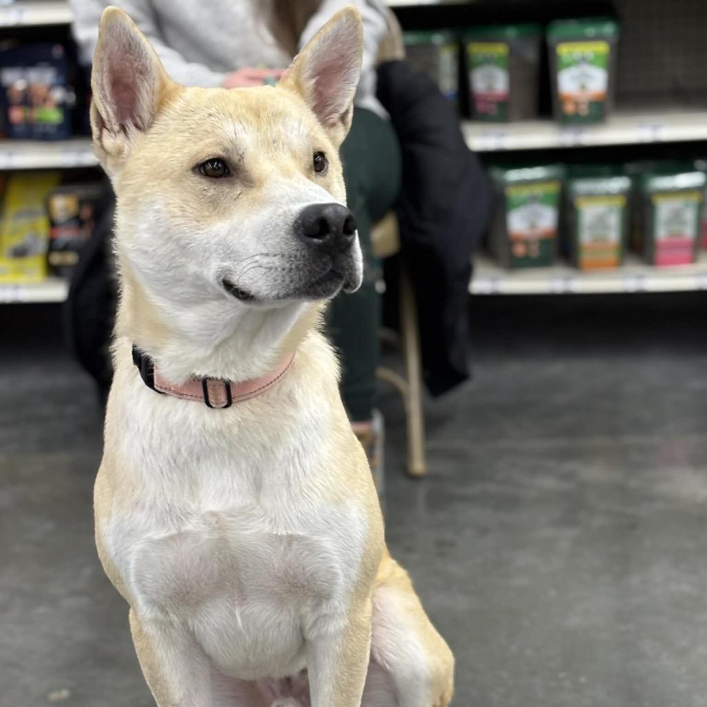 Cyrus, Adoptable, Young Male Mixed Breed.