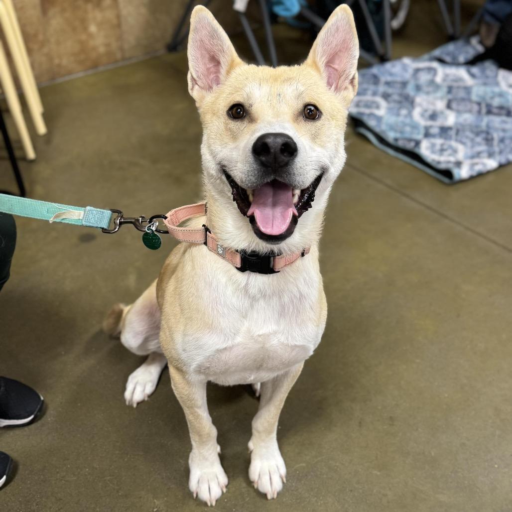 Cyrus, Adoptable, Young Male Mixed Breed.