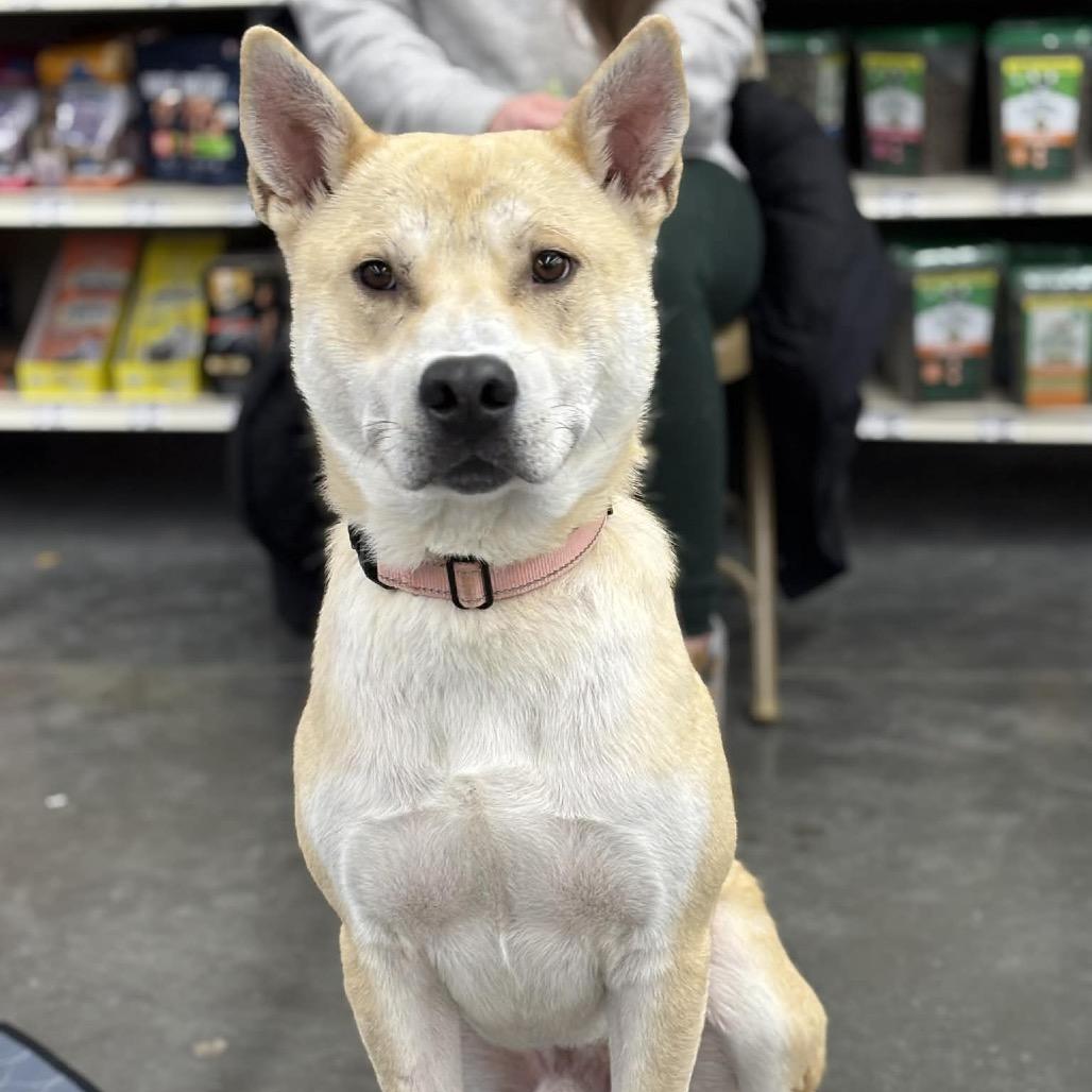 Enlarge Cyrus, a Adoptable Mixed Breed in Buffalo, MN image 3/6