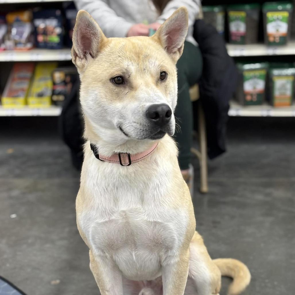 Enlarge Cyrus, a Adoptable Mixed Breed in Buffalo, MN image 4/6